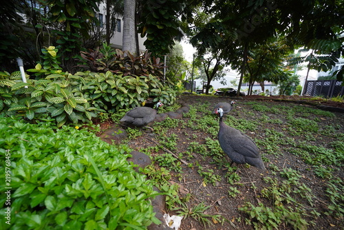 A traditional chicken walking through a landscaped garden