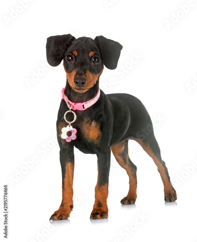 Obraz na płótnie miniature pinscher in studio