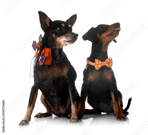 Obraz na płótnie miniature pinscher in studio