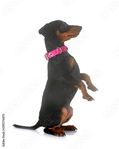 Tapety artystyczne miniature pinscher in studio