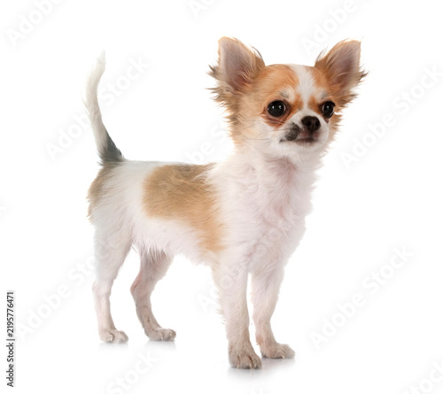Tapety artystyczne chihuahua in studio