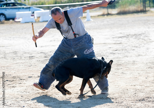 Obraz na płótnie training of rottweiler
