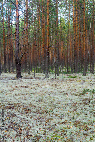 Landscape of pine forest with ground covered with white moss.