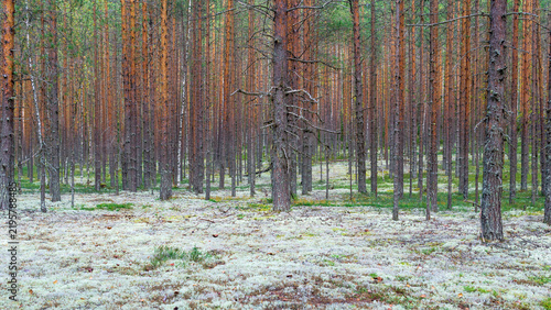 Landscape of pine barren with ground covered with white moss.