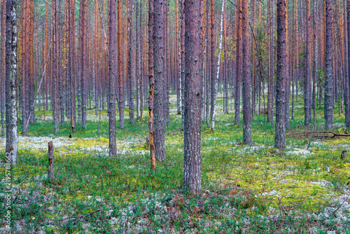 Morning in the pine forest with moss and lichen