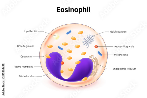 Eosinophil structure. Type of white blood cell. Blood cell types. Leukocyte. Medical education.
