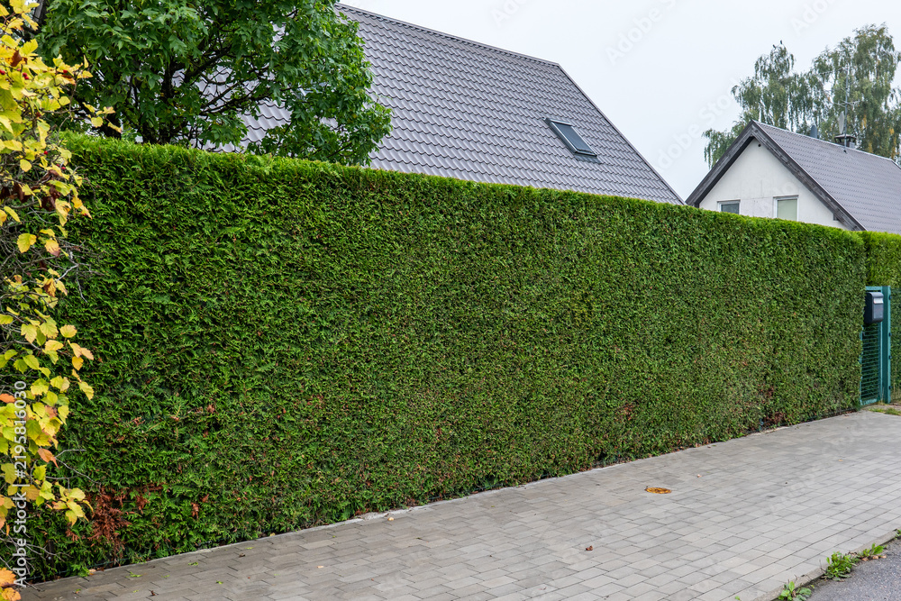 Obraz premium Tall Evergreen Hedge Along a Quiet Suburban Sidewalk