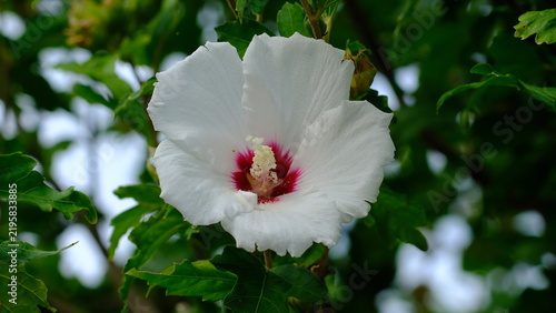 Syrian ketmia or Korean rose, althea (Hibiscus syriacus) flower head close-up, Italy