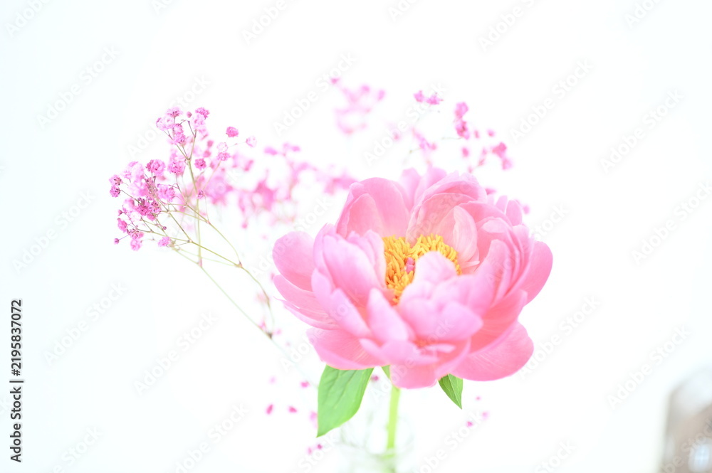 Obraz premium bouquet of pink peony and gypsophila blurred