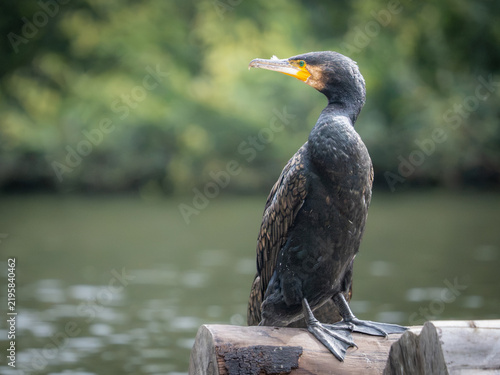 Foto Great cormorant (Phalacrocorax carbo) perched on wooden post, London, UK