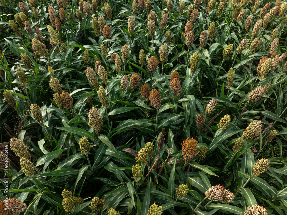 Obraz premium Aerial view of sorghum crops in the autumn farm