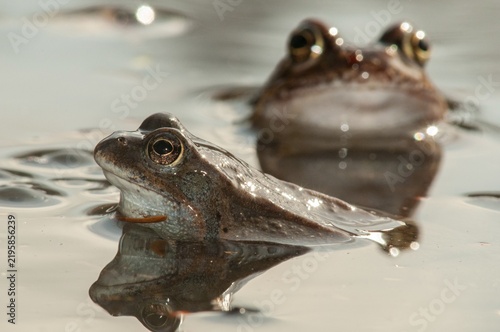 Common frog, common frog, rana temporaria, amphibians, amphibians, frog, frogs, spring, amphibians, spring