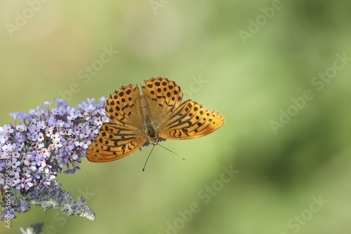 Silver-washed fritillary (Argynnis paphia) on flower panicle of summer lilac or butterfly-bush (Buddleja davidii), North Rhine-Westphalia, Germany