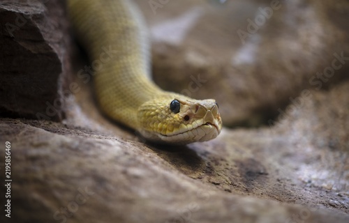 Venomous mexican west coast rattlesnake (Crotalus basiliscus), captive, Germany