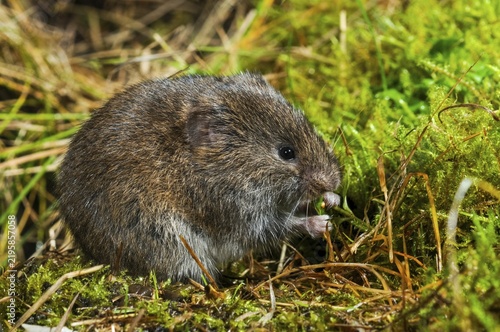 Earth mouse, field vole, microtus agrestis, rodents, rodentia, short-tailed vole, mammals, mouse, muroids, rodents, mammals, vole