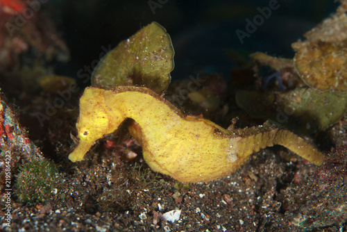фотографія A yellow seahorse (Hippocampus hippocampus) resting on the seafloor of the Atlantic Ocean during the night