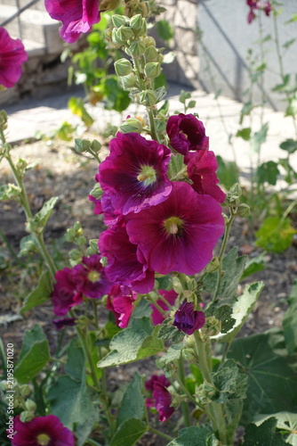 Fotografía Dark magenta-colored flowers of common hollyhocks in mid June