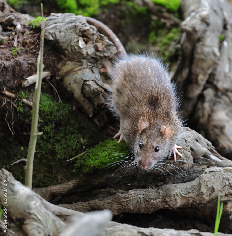 Fototapeta premium A wild gray‑brown rat is sitting on the powerful old roots of a tree
