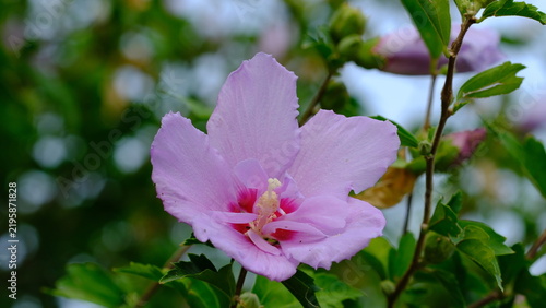 Syrian ketmia or Korean rose, althea (Hibiscus syriacus) flower head close-up, Italy