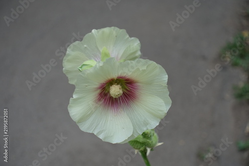 Принти на полотні White crimson-eyed flowers of common hollyhocks in July