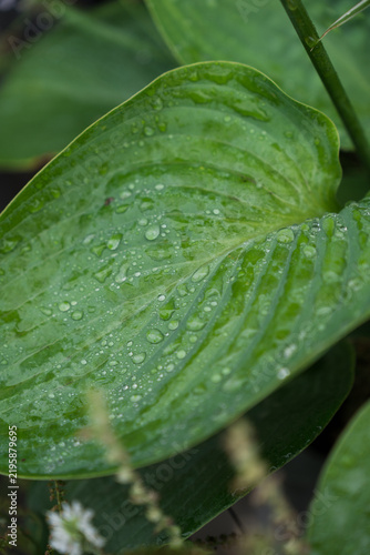Green leaf texture with rain drops close up. Fresh hosta foliage leaf structure covered in clean water droplets after rain.
