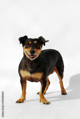 Konstfotografi A small black and brown dog stands on a white background