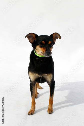 Konstfotografi A small black and tan dog stands on a white background