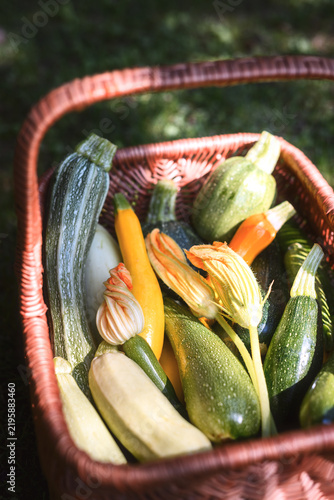 Close up of wicker basket filled with fresh different kind zucchini and squash. Aesthetic food photography