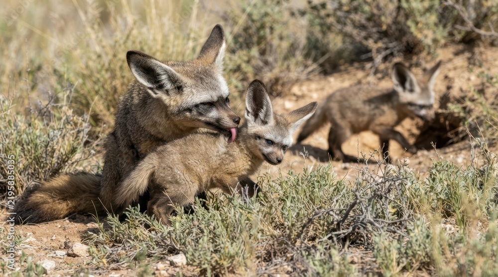 Obraz premium Bat-Eared Foxes Family in Desert: A nurturing mother bat-eared fox affectionately grooms her young pup amidst the dry, scrubby terrain of a desert landscape.
