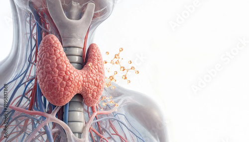 Thyroid gland anatomy with hormone molecules released in human neck medical illustration concept