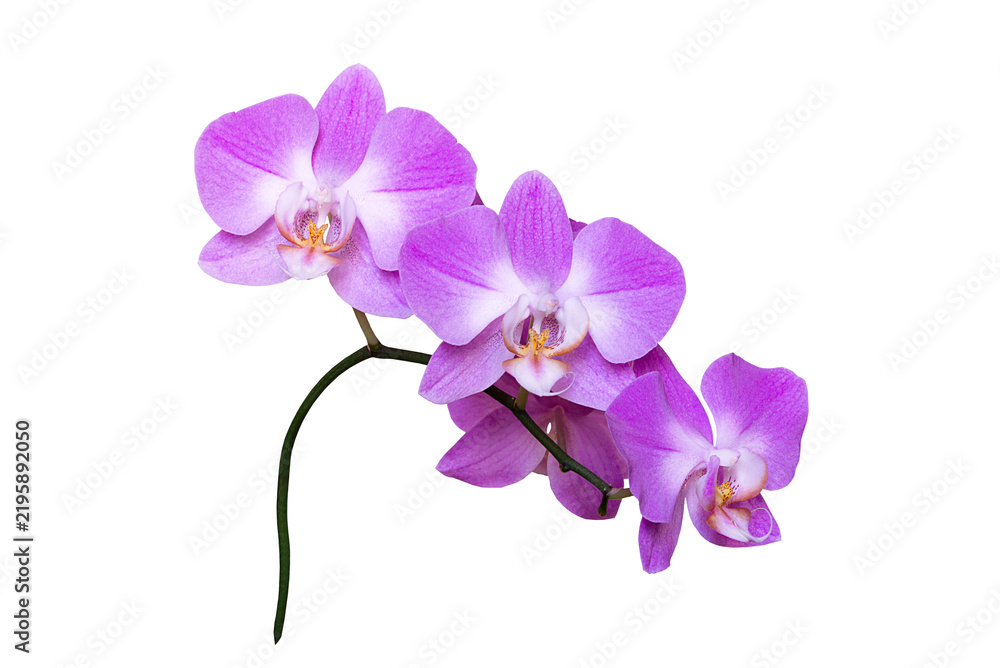 Obraz premium Pink orchid flowers isolated on transparent background, delicate exotic tropical blossoms with vibrant petals and elegant natural shape, botanical floral element for wedding, beauty and design