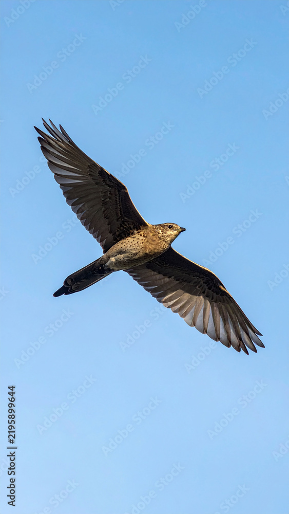 Obraz premium A majestic bird soars through a clear blue sky, capturing the essence of freedom and serenity. This highresolution nature shot, with no people, symbolizes growth and hope. Ideal for projects.