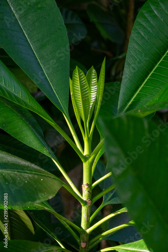 New leaves unfurl at the tip of a frangipani plant, Baa Atoll, Soneva Fushi, Maldives