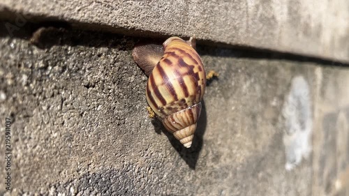 Snail's slow journey on textured wall: A close-up shot reveals a snail with a patterned shell inching its way up a rough, concrete surface.
