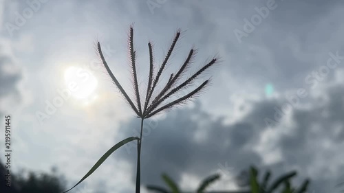 Whispers of Nature: A solitary grass seed head, silhouetted against a dramatic, cloud-filled sky, catches the ethereal glow of the sun, evoking a sense of delicate beauty and natural wonder.