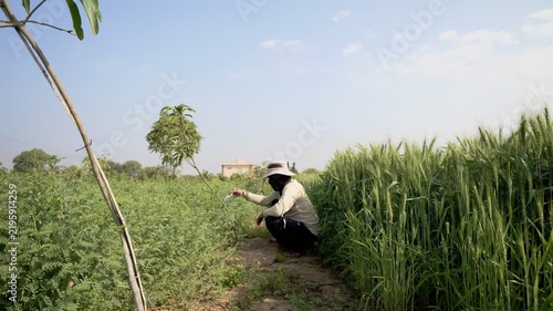 A farmer applying whitewash to mango trees in the field. Holding brush and whitewash bucket. Wide shot of man painting tree trunks. Pest control, protecting fruit plants from insects and fungus.