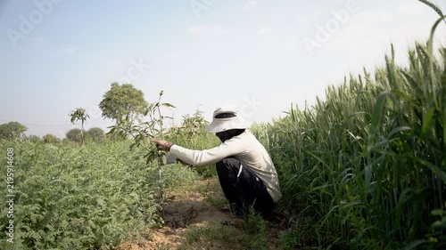 A farmer applying whitewash to mango trees in the field. Holding brush and whitewash bucket. Wide shot of man painting tree trunks. Pest control, protecting fruit plants from insects and fungus.