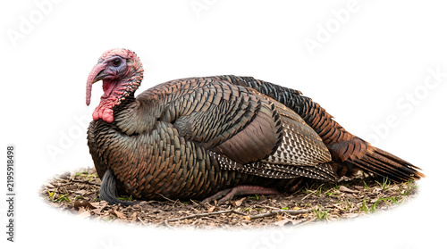 Realistic adult turkey resting naturally on the ground in a relaxed pose, showing folded wings, detailed feathers, long legs and distinctive head features, isolated on white.