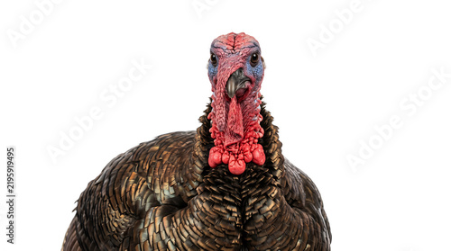 Realistic adult turkey displaying an alert characteristic pose with its head raised and tail feathers partially fanned, showing detailed natural plumage, isolated on white.