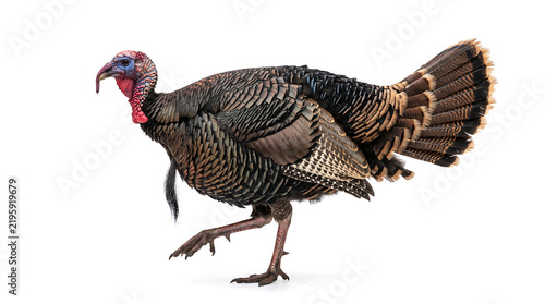 Realistic adult turkey walking in full body side profile with one leg raised naturally, showing detailed feathers, long legs, broad body and tail feathers, isolated on white.