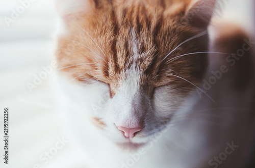 Ginger Tabby by the Window
