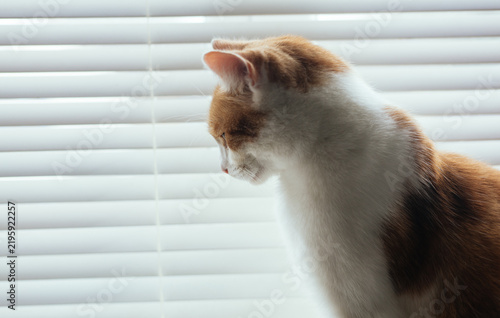 Ginger Tabby by the Window
