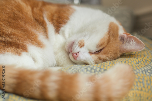 Tabby on the Bed