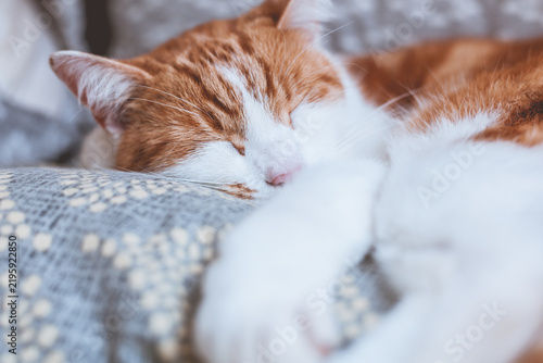 Tabby on the Bed