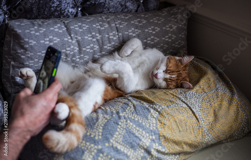 Tabby on the Bed