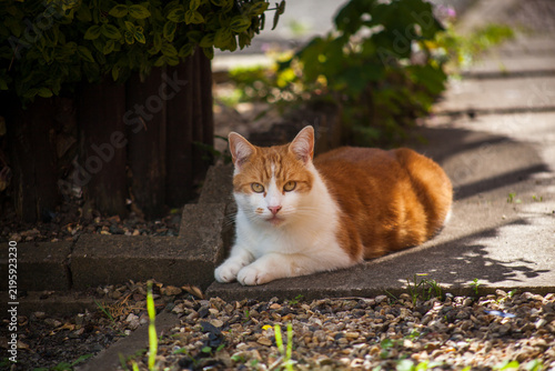 Ginger tabby in the Street