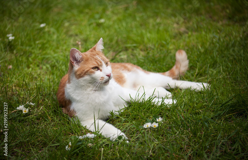 Ginger tabby in the Garden