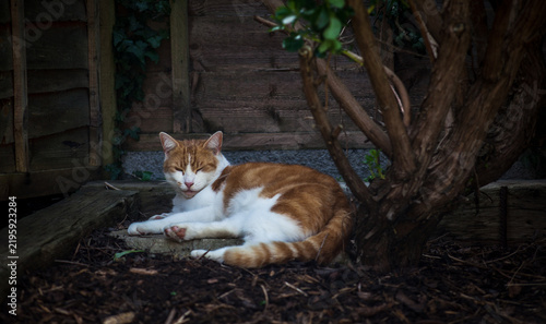 Ginger tabby in the Garden