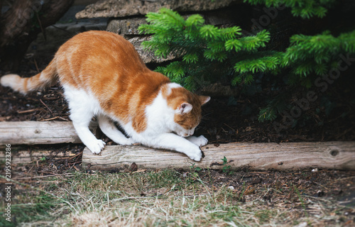 Ginger tabby in the Garden