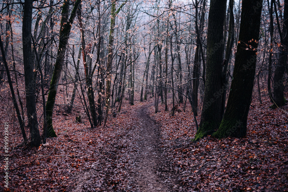 Obraz premium Winding path through autumn forest with mist